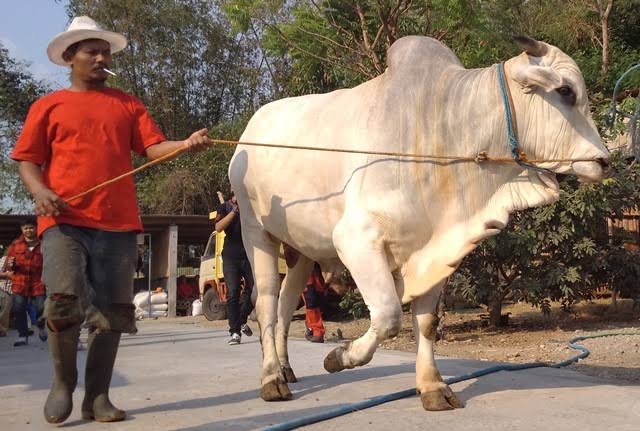 Sapi kurban jokowi