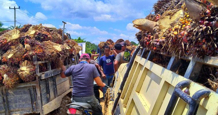 TBS sawit Riau turun, harga TBS sawit di Riau