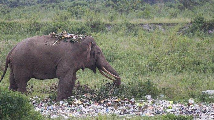 kawanan gajah sri langka