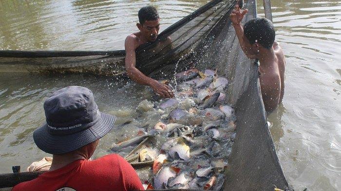 budidaya ikan kakap