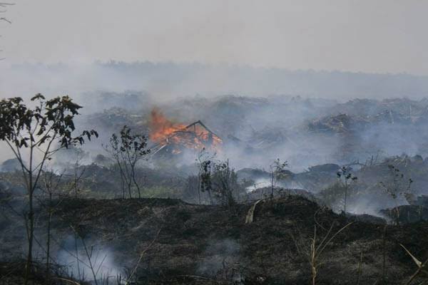 rawan karhutla di siak, kebakaran hutan lahan