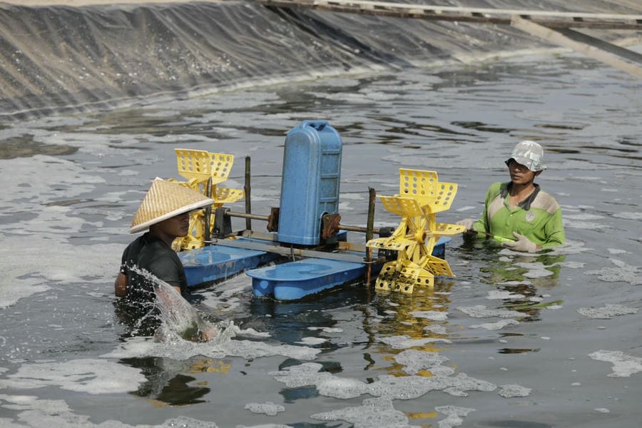 produksi udang vaname