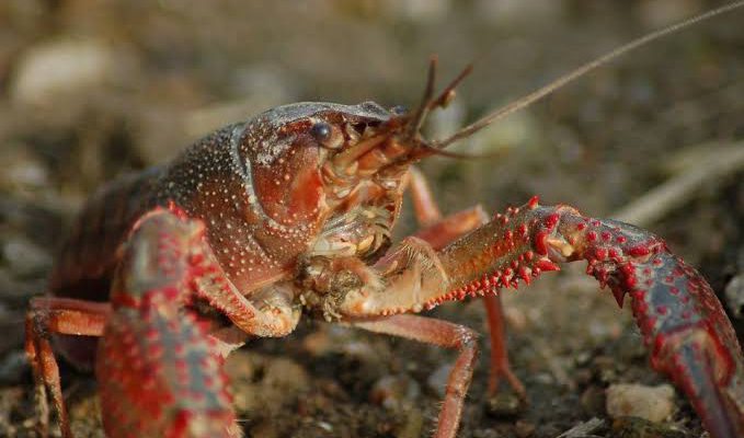 budidaya lobster