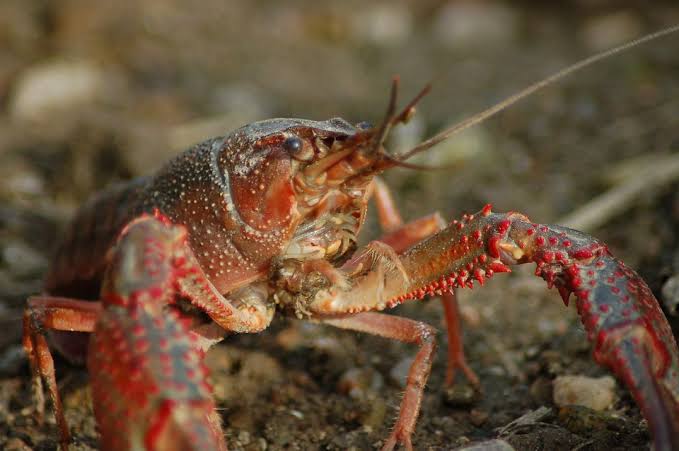 budidaya lobster