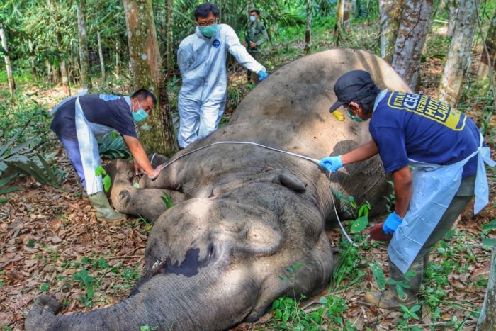 gajah mati