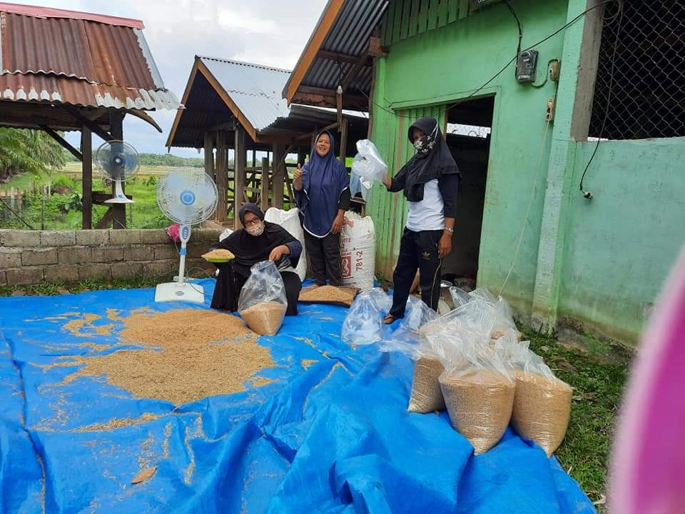 Padi Unggul Kuansing