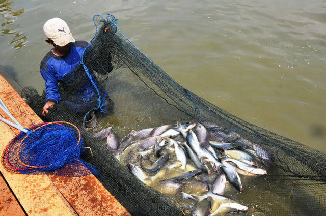 ekspor ikan patin