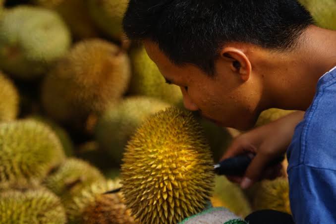 cara mengembalikan indra penciuman