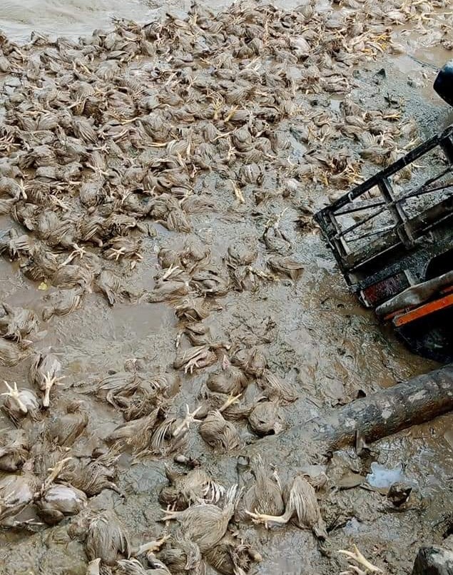 Sebuah mobil pengangkut ayam potong masuk ke sungai setelah gagal melintasi sebuah jembatan kayu di Desa Pulau Kecil, Reteh, Inhil.