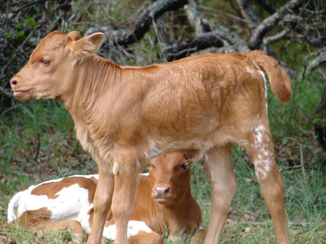 asi indukan sapi