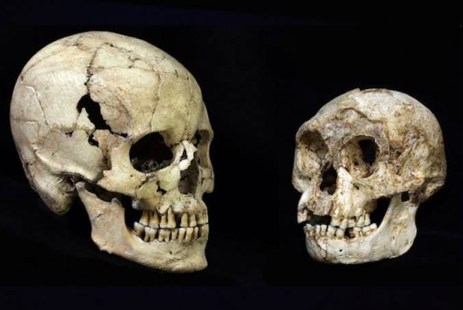 Nenek moyang manusia purba dari Indonesia
