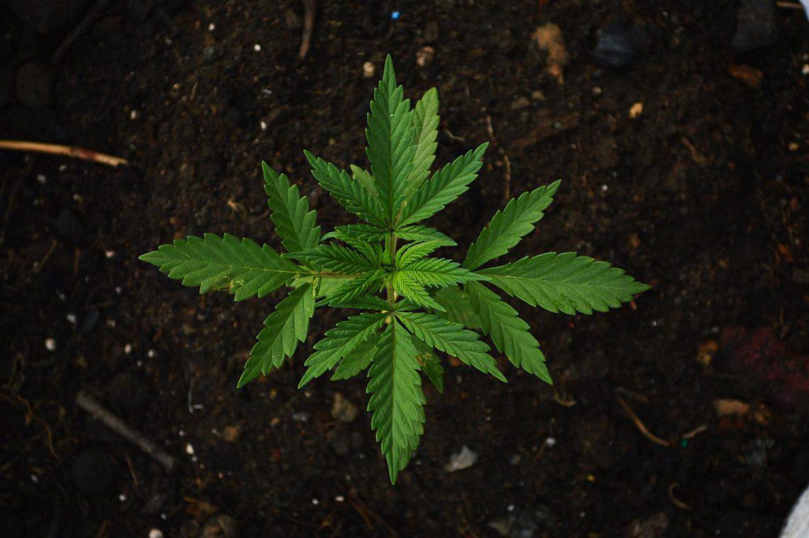 Thailand Bibit Ganja