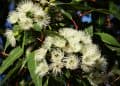 Eucalyptus aroma