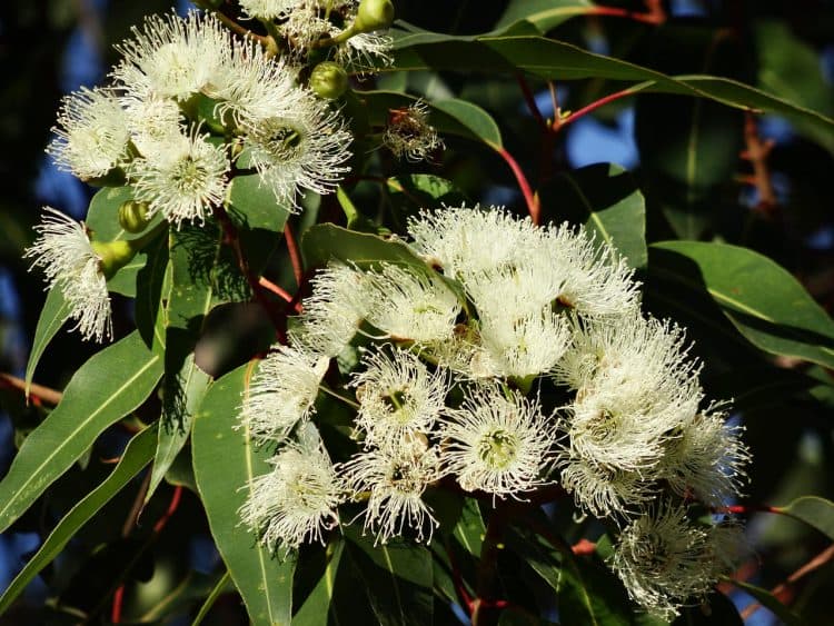 Eucalyptus aroma