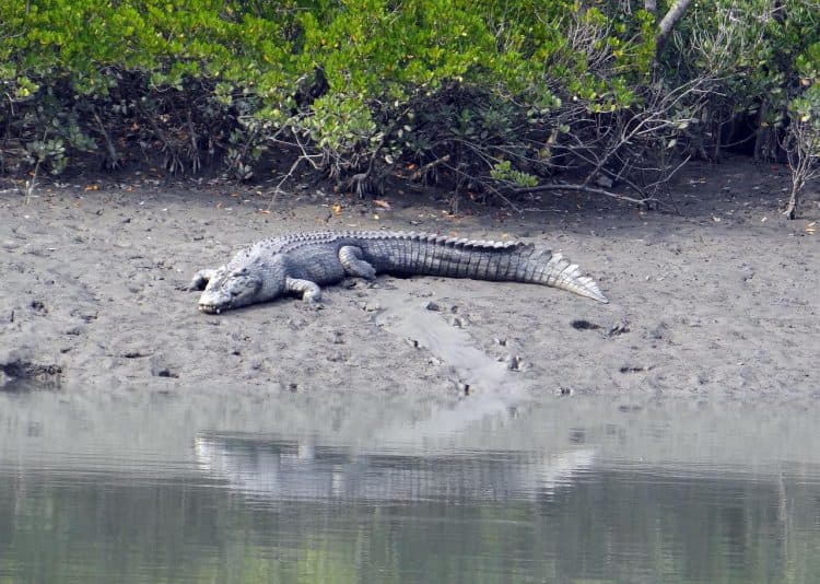 Buaya Muara