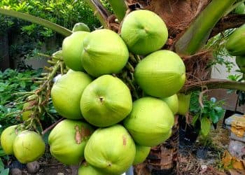 kelapa pandan wangi