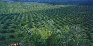 retribusi petani sawit, relanting sawit 2022, perekonomian riau bergantung pada sawit