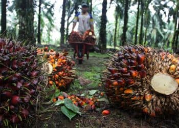 ekonomi alternatif limbah sawit, nilai tukar petani riau, kemitraan sawit, harga sawit