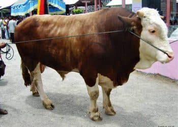 sapi kurban jokowi riau