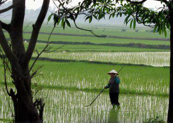 kebutuhan pangan, harga batas atas gabah dan beras