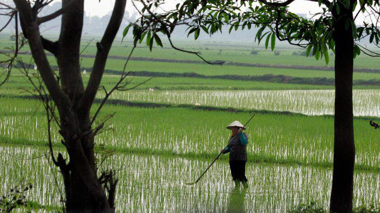 kebutuhan pangan, harga batas atas gabah dan beras