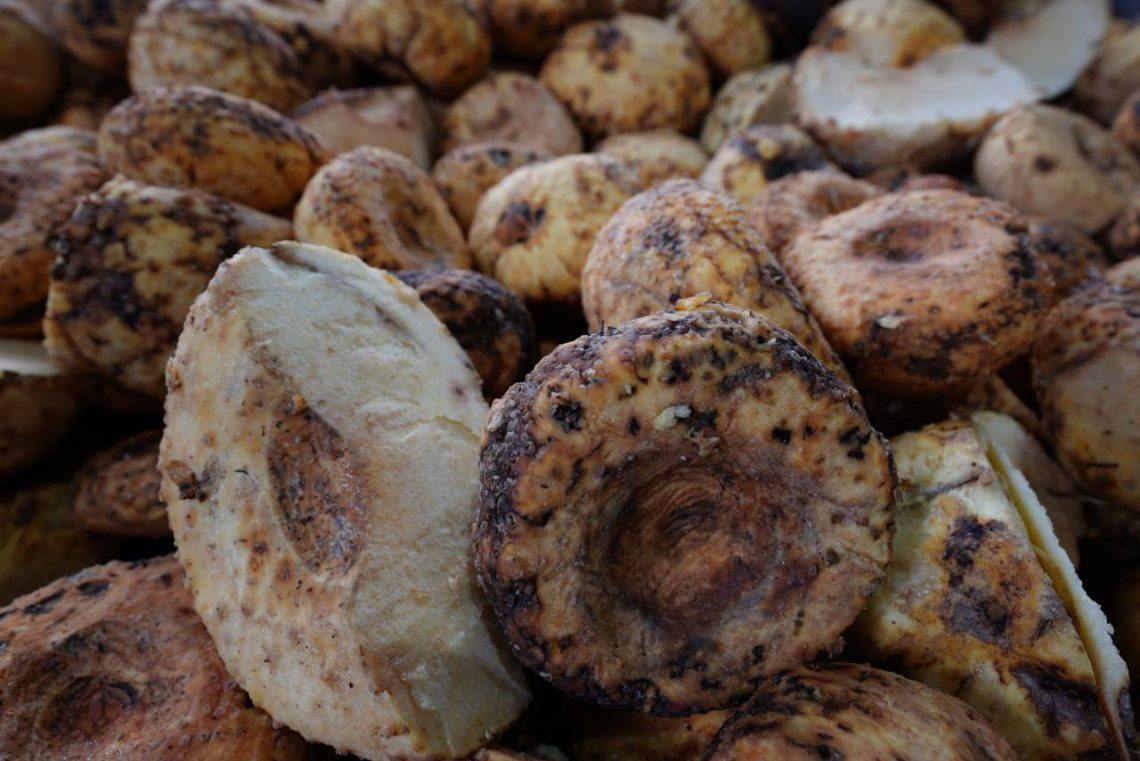 tanaman porang