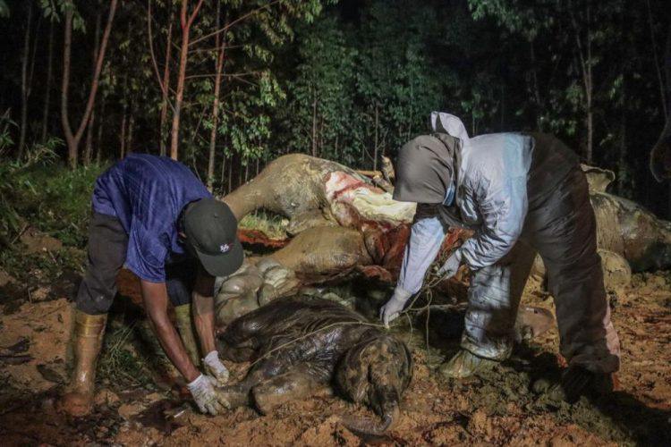 ruang gerak gajah