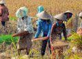 ketersediaan beras di riau