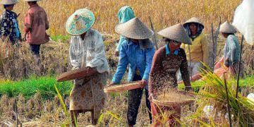 ketersediaan beras di riau