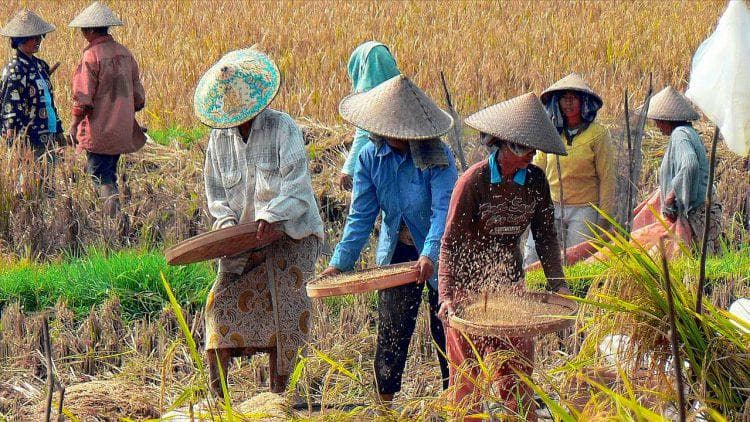 ketersediaan beras di riau