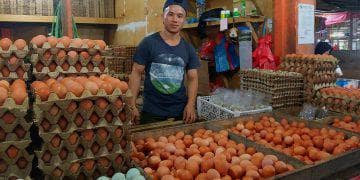 harga telur ayam mulai turun