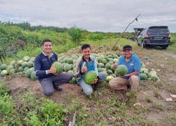 Nardi Elvis bersama tim Community Development PT RAPP seusai panen semangka di Desa Sako, Kuantan Singingi.