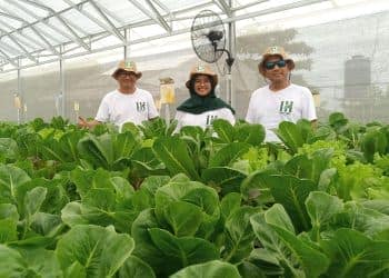 Hall Hill Farm Indonesia greenhouse hidroponik rakit apung