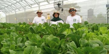 Hall Hill Farm Indonesia greenhouse hidroponik rakit apung