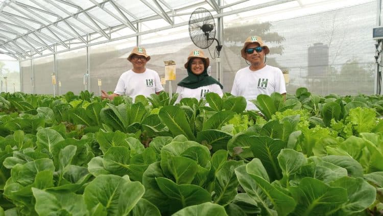 Hall Hill Farm Indonesia greenhouse hidroponik rakit apung