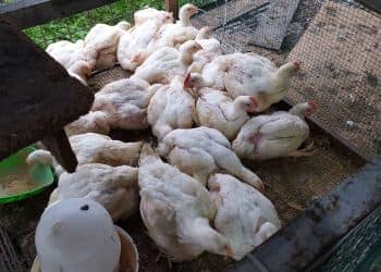 Harga ayam potong