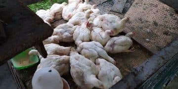 Harga ayam potong