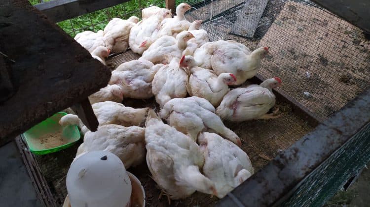 Harga ayam potong