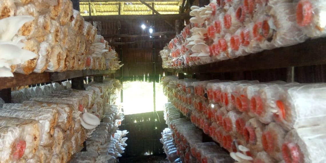 Budidaya jamur tiram di pekanbaru