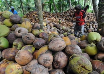 harga pinang dan kelapa diInhil