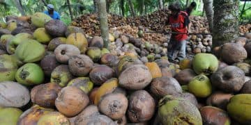 harga pinang dan kelapa diInhil