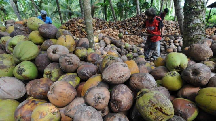 harga pinang dan kelapa diInhil