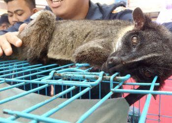 Cara Memelihara Musang Bagi Pemula tips makan musang