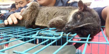 Cara Memelihara Musang Bagi Pemula tips makan musang