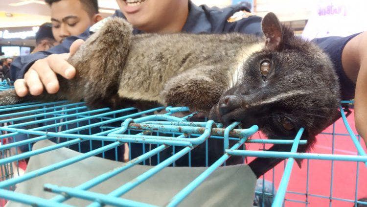 Cara Memelihara Musang Bagi Pemula tips makan musang