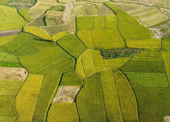 Luas sawah di sumbar