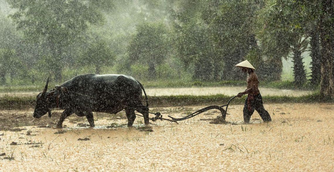 Penyakit sapi ngorok di Rohul