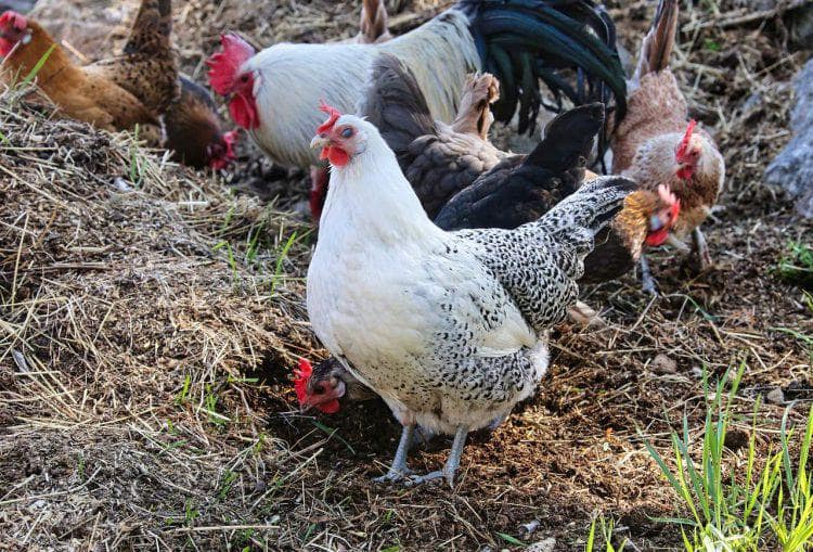 Rahasia sukses ternak ayam kampung