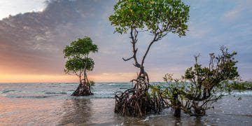 rehabilitasi mangrove riau