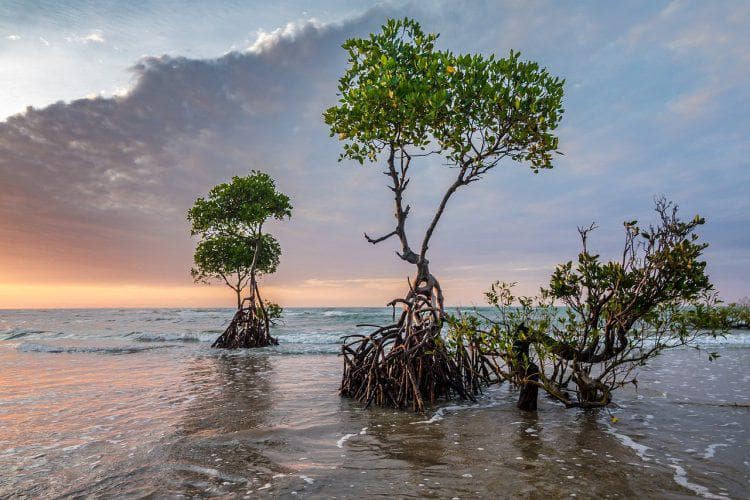 rehabilitasi mangrove riau